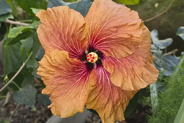 608011 - Chinese hibiscus (Hibiscus rosa-sinensis 'Tahitian Gabonaise')