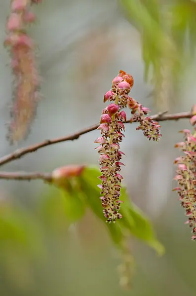 519192 - Chinese hornbeam (Carpinus laxiflora)