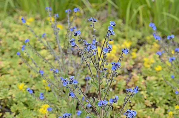508438 - Chinese hound's tongue (Cynoglossum amabile)