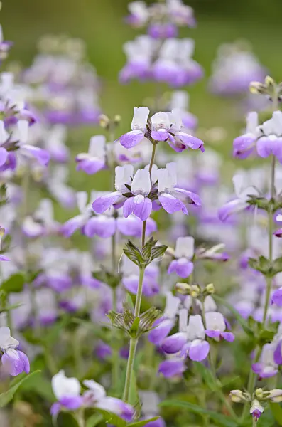 533569 - Chinese houses (Collinsia heterophylla syn. Collinsia bicolor)
