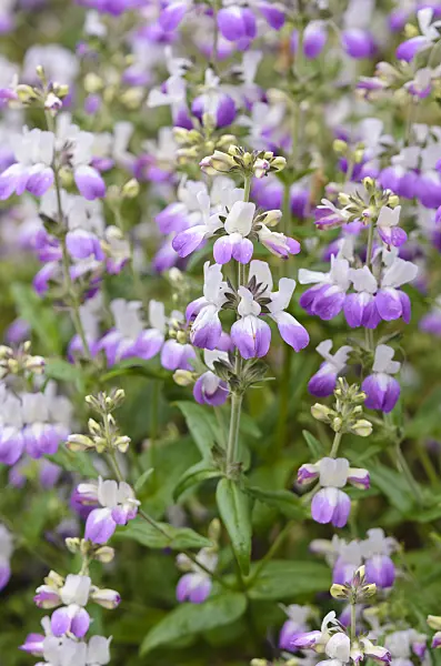 533570 - Chinese houses (Collinsia heterophylla syn. Collinsia bicolor)