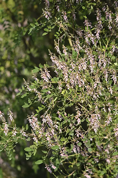 521158 - Chinese indigo (Indigofera potaninii)