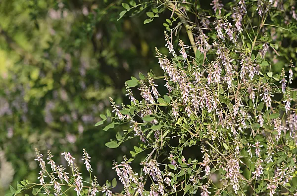 521159 - Chinese indigo (Indigofera potaninii)