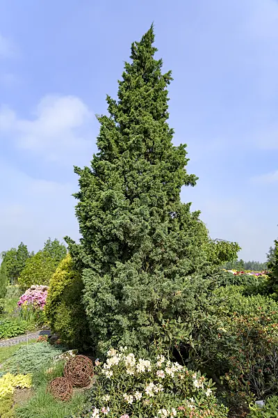 607118 - Chinese juniper (Juniperus chinensis 'Iowa')