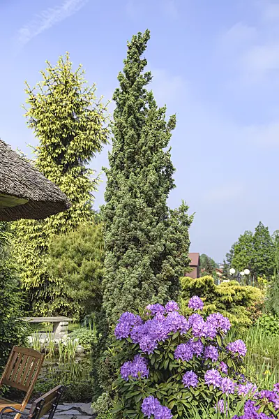 607121 - Chinese juniper (Juniperus chinensis 'Robust Green'')