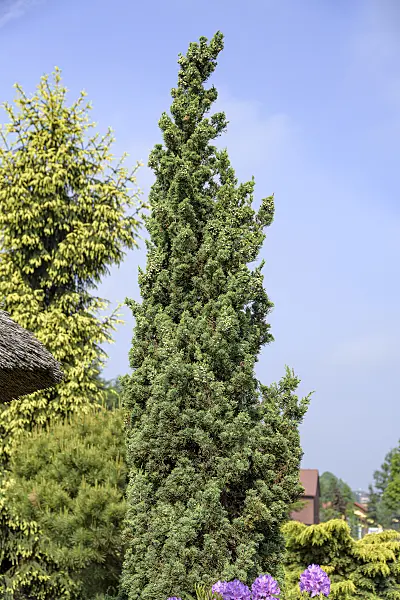 607122 - Chinese juniper (Juniperus chinensis 'Robust Green'')