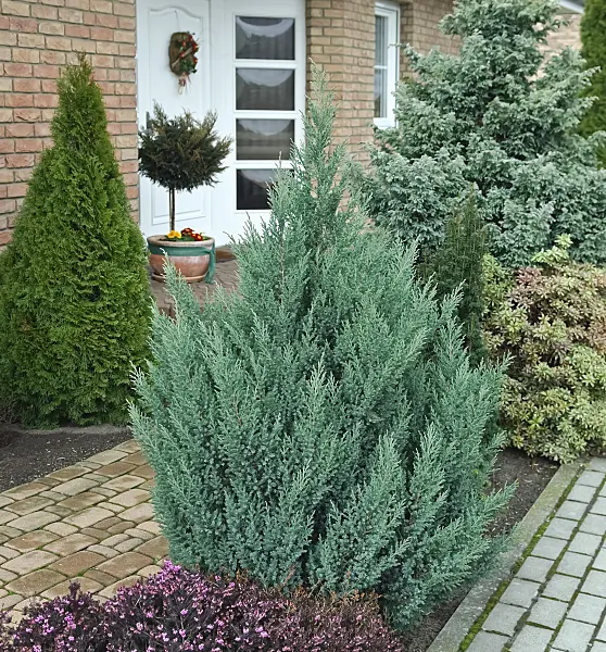 490084 - Chinese juniper (Juniperus chinensis 'Stricta')