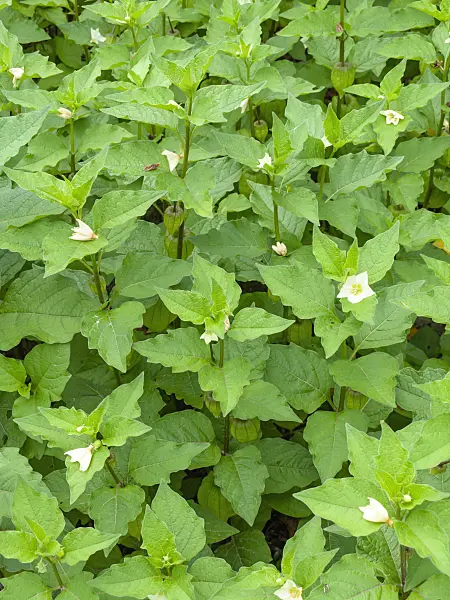 427020 - Chinese lantern (Physalis alkekengi)