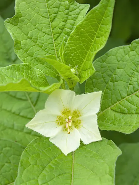 427021 - Chinese lantern (Physalis alkekengi)