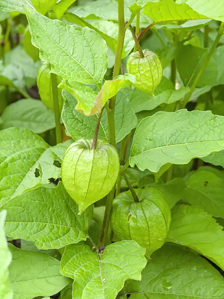 427022 - Chinese lantern (Physalis alkekengi)