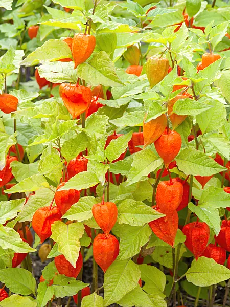 428331 - Chinese lantern (Physalis alkekengi)