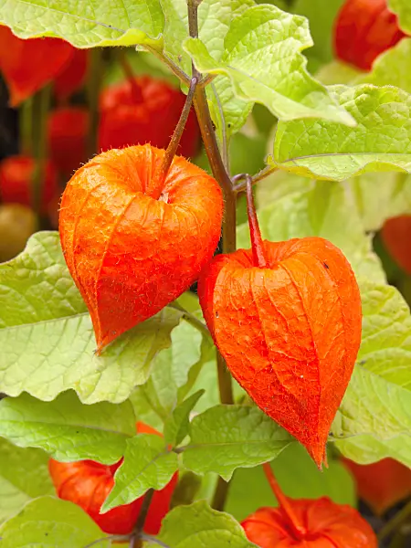 428332 - Chinese lantern (Physalis alkekengi)