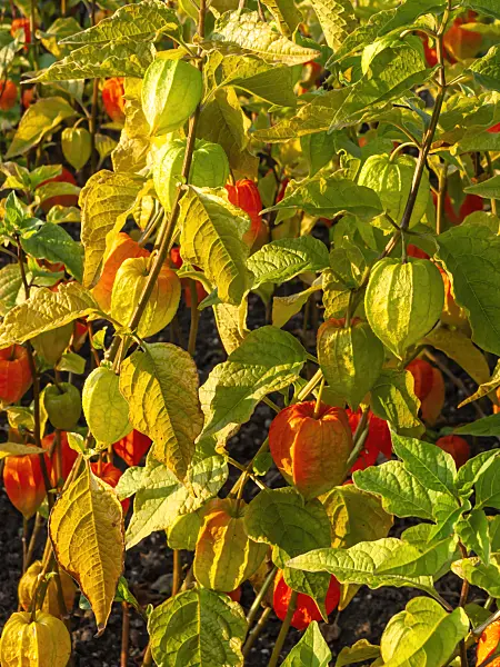 429060 - Chinese lantern (Physalis alkekengi)
