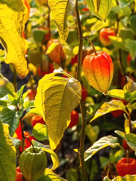 429061 - Chinese lantern (Physalis alkekengi)