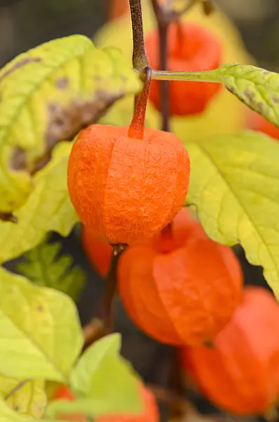 525179 - Chinese lantern (Physalis alkekengi)