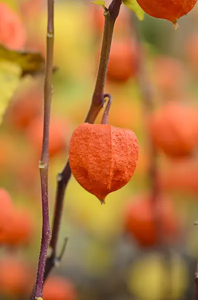 525180 - Chinese lantern (Physalis alkekengi)