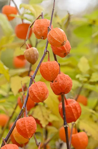 525181 - Chinese lantern (Physalis alkekengi)