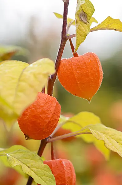 525182 - Chinese lantern (Physalis alkekengi)