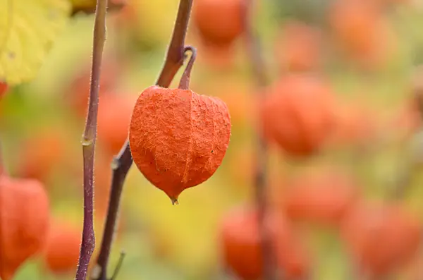 525183 - Chinese lantern (Physalis alkekengi)