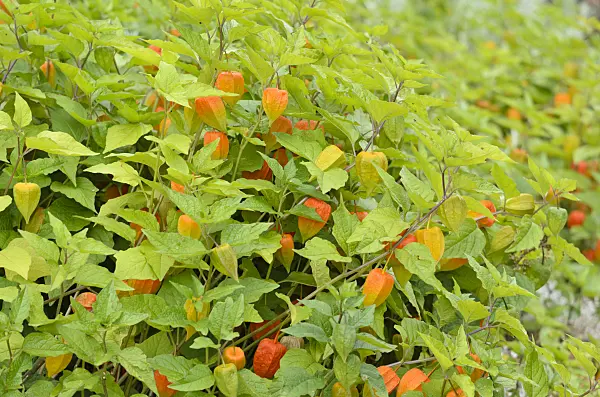 535023 - Chinese lantern (Physalis alkekengi)