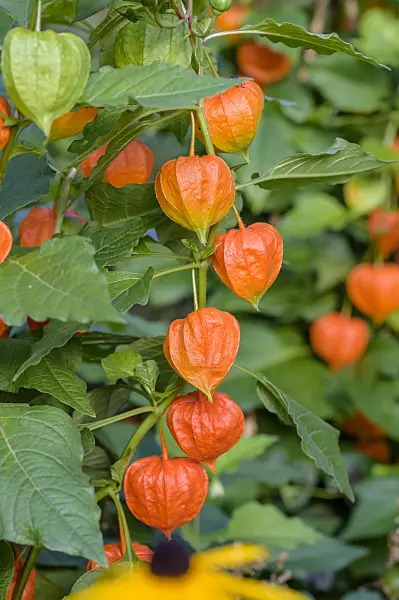 593154 - Chinese lantern (Physalis alkekengi var. franchetii)