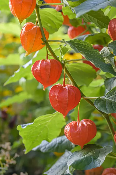 593155 - Chinese lantern (Physalis alkekengi var. franchetii)