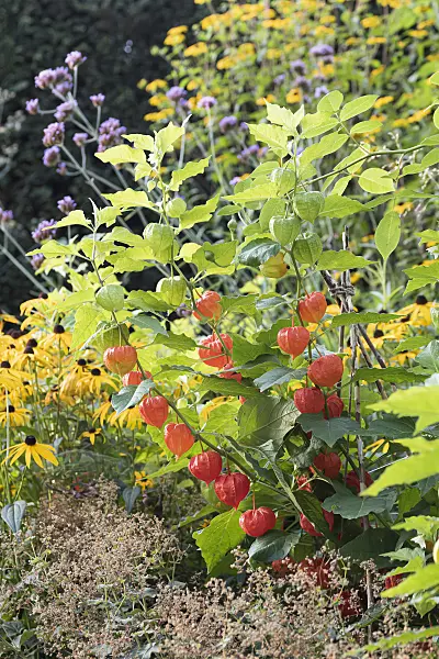 651429 - Chinese lantern (Physalis alkekengi var. franchetii)