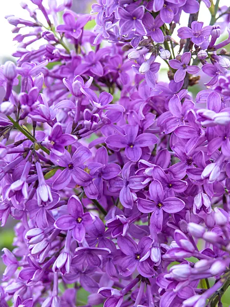 437365 - Chinese lilac (Syringa x chinensis)