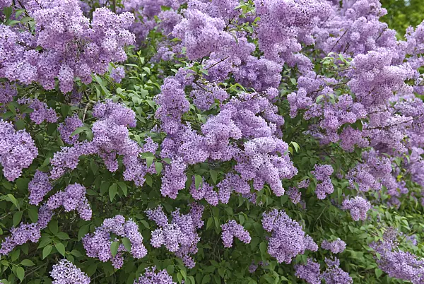 502437 - Chinese lilac (Syringa x chinensis)