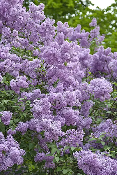 502438 - Chinese lilac (Syringa x chinensis)