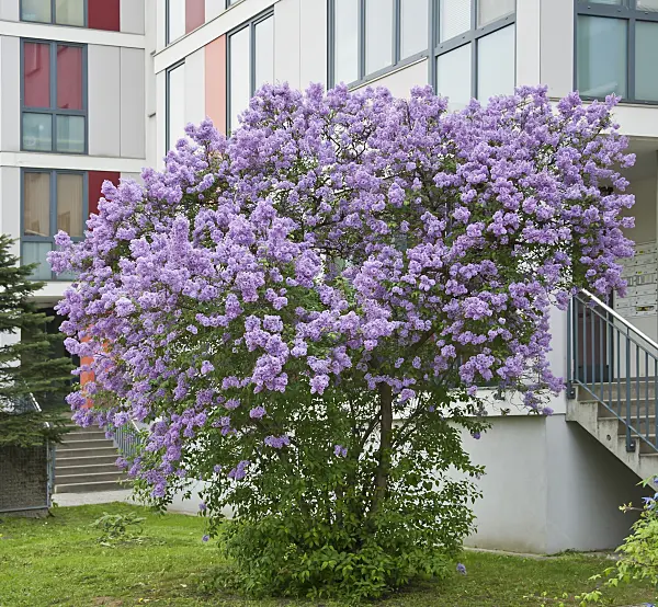 517250 - Chinese lilac (Syringa x chinensis)