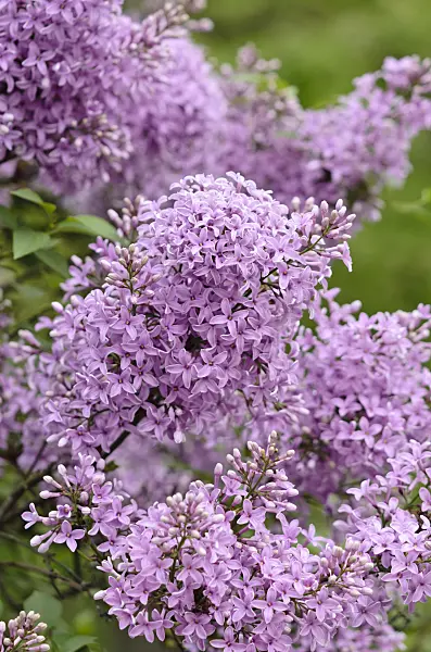 520122 - Chinese lilac (Syringa x chinensis)