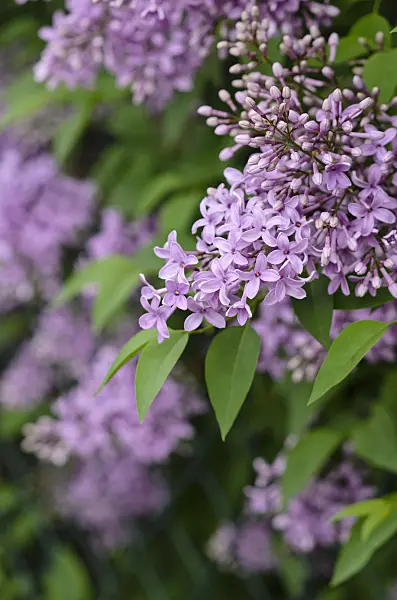 520123 - Chinese lilac (Syringa x chinensis)