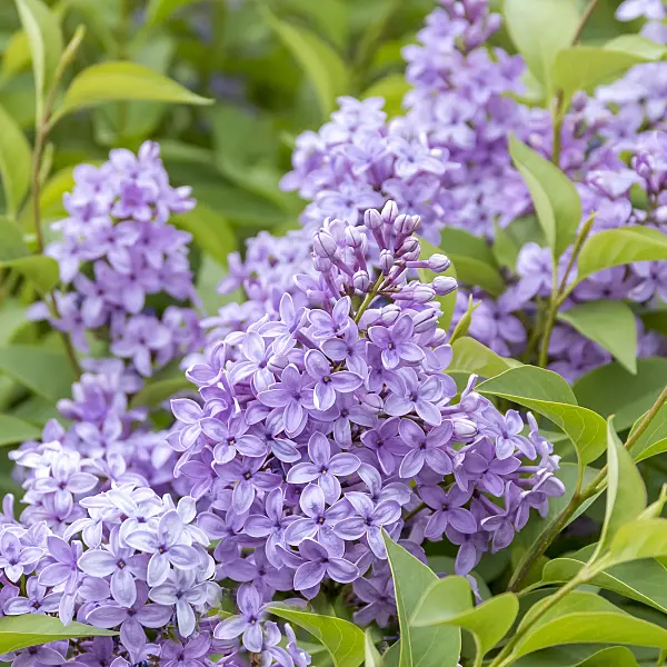 638359 - Chinese lilac (Syringa x chinensis 'Saugeana')