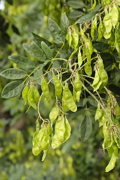 476081 - Chinese maackia (Maackia chinensis syn. Maackia hupehensis)