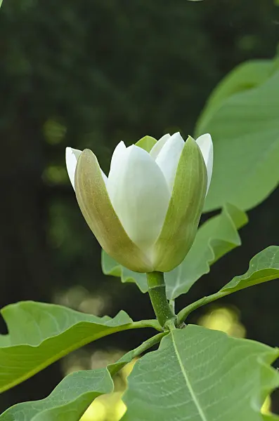 496059 - Chinese magnolia (Magnolia officinalis var. biloba)