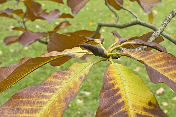 562013 - Chinese magnolia (Magnolia officinalis var. biloba)