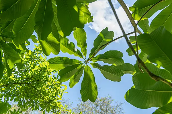 664248 - Chinese magnolia (Magnolia officinalis var. biloba)