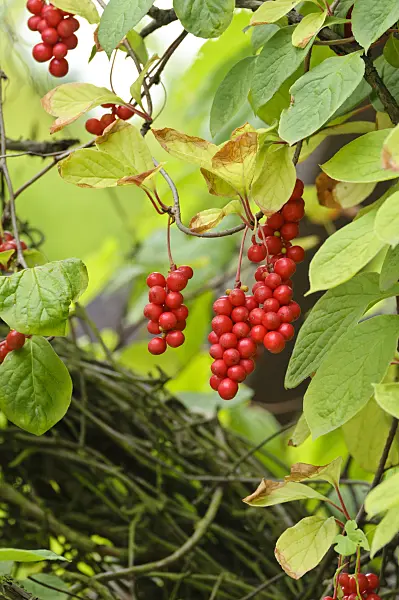 475005 - Chinese magnolia vine (Schisandra chinensis)