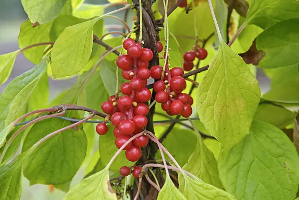 502430 - Chinese magnolia vine (Schisandra chinensis)