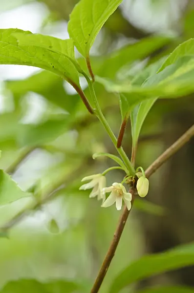 520115 - Chinese magnolia vine (Schisandra chinensis)