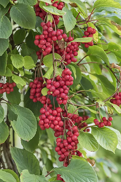 616130 - Chinese magnolia vine (Schisandra chinensis 'Sadova No. 1')