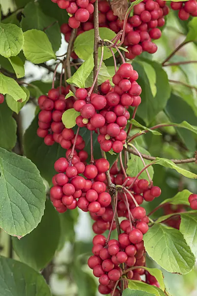 616131 - Chinese magnolia vine (Schisandra chinensis 'Sadova No. 1')