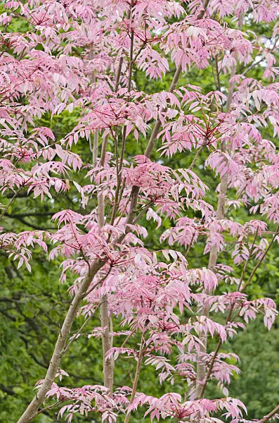 533354 - Chinese mahogany (Toona sinensis 'Flamingo')