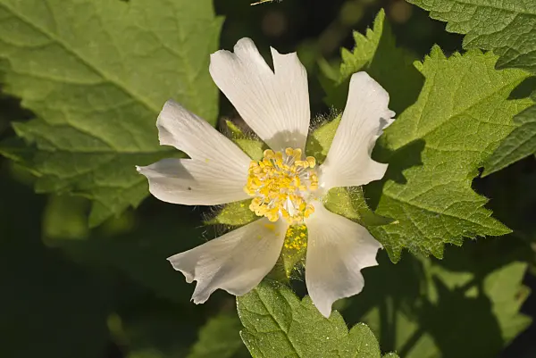 573094 - Chinese mallow (Malva verticillata)