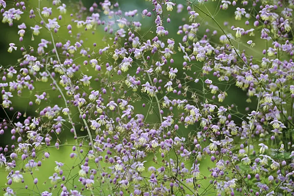 429222 - Chinese meadow rue (Thalictrum delavayi)
