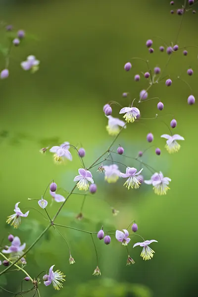 429224 - Chinese meadow rue (Thalictrum delavayi)