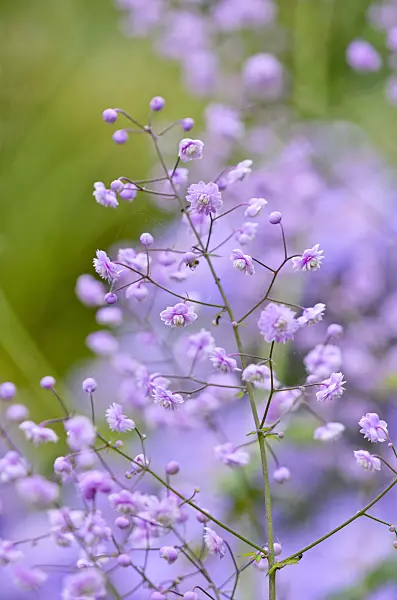 524178 - Chinese meadow rue (Thalictrum delavayi 'Hewitt's Double')