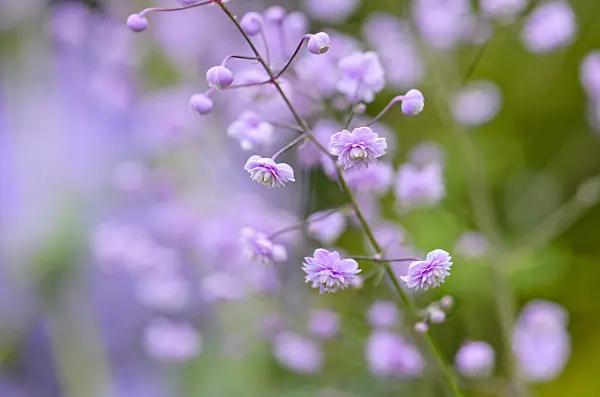 524179 - Chinese meadow rue (Thalictrum delavayi 'Hewitt's Double')