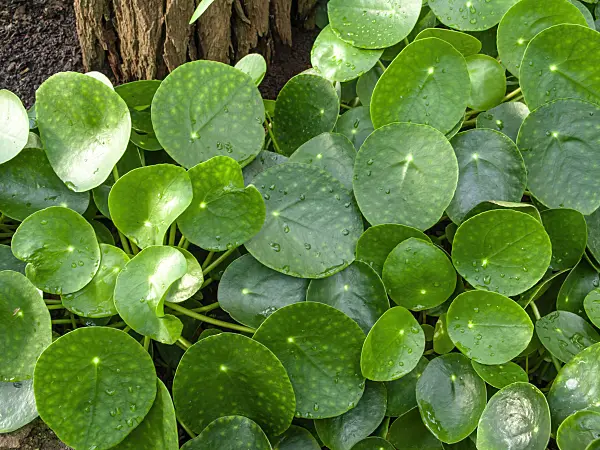 458004 - Chinese money plant (Pilea peperomioides)